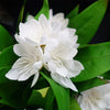 18cm Artificial Freesia Plant White Flowering - Premium Quality