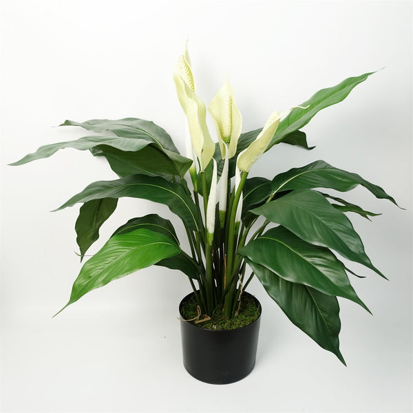 White Peace Lily 60cm