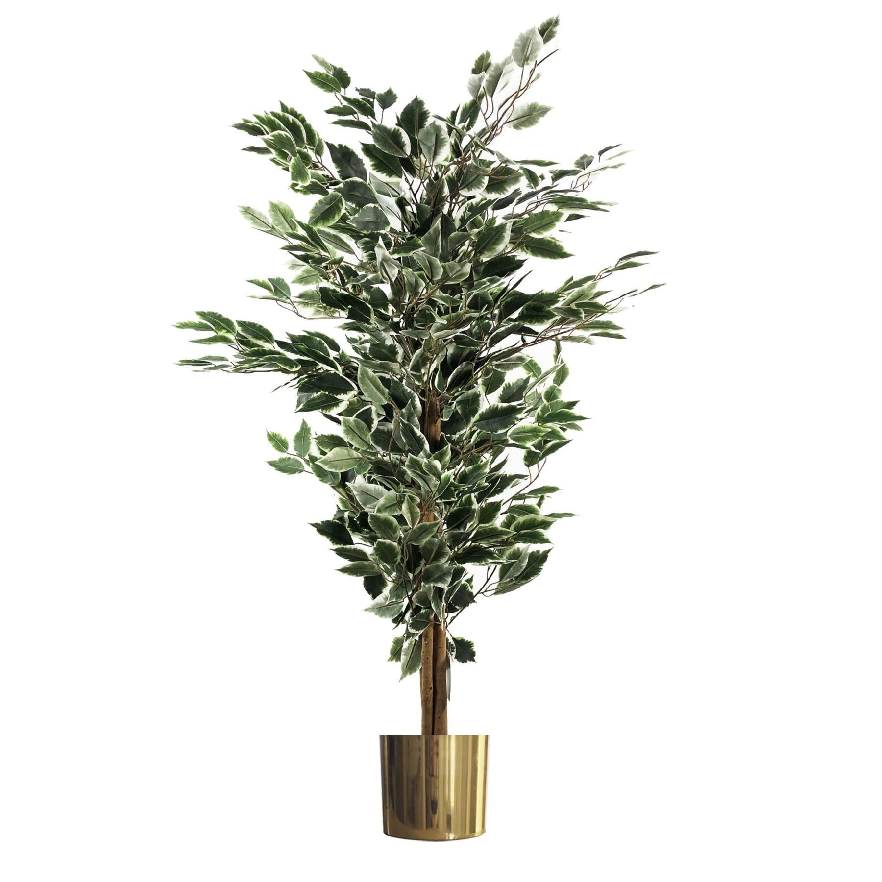 130cm Variegated White/Green Bushy Ficus Tree Gold Metal Planter - Premium Quality