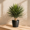 75cm Artificial Dracaena Plant