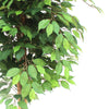 150cm Artificial Ficus Tree
