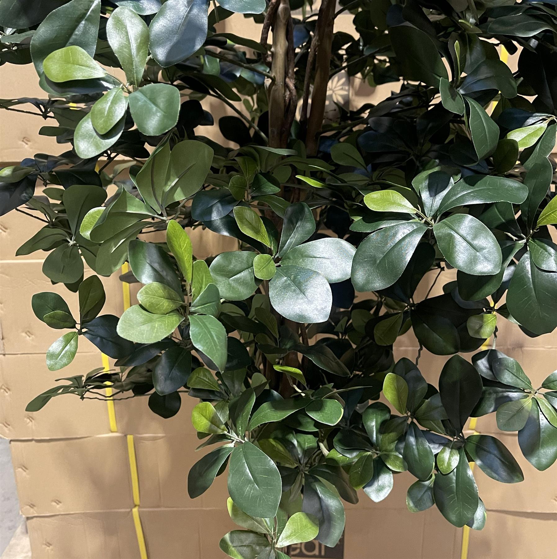 180cm Fire Retardant Black Olive Tree with 2925 Leaves and Natural Trunk