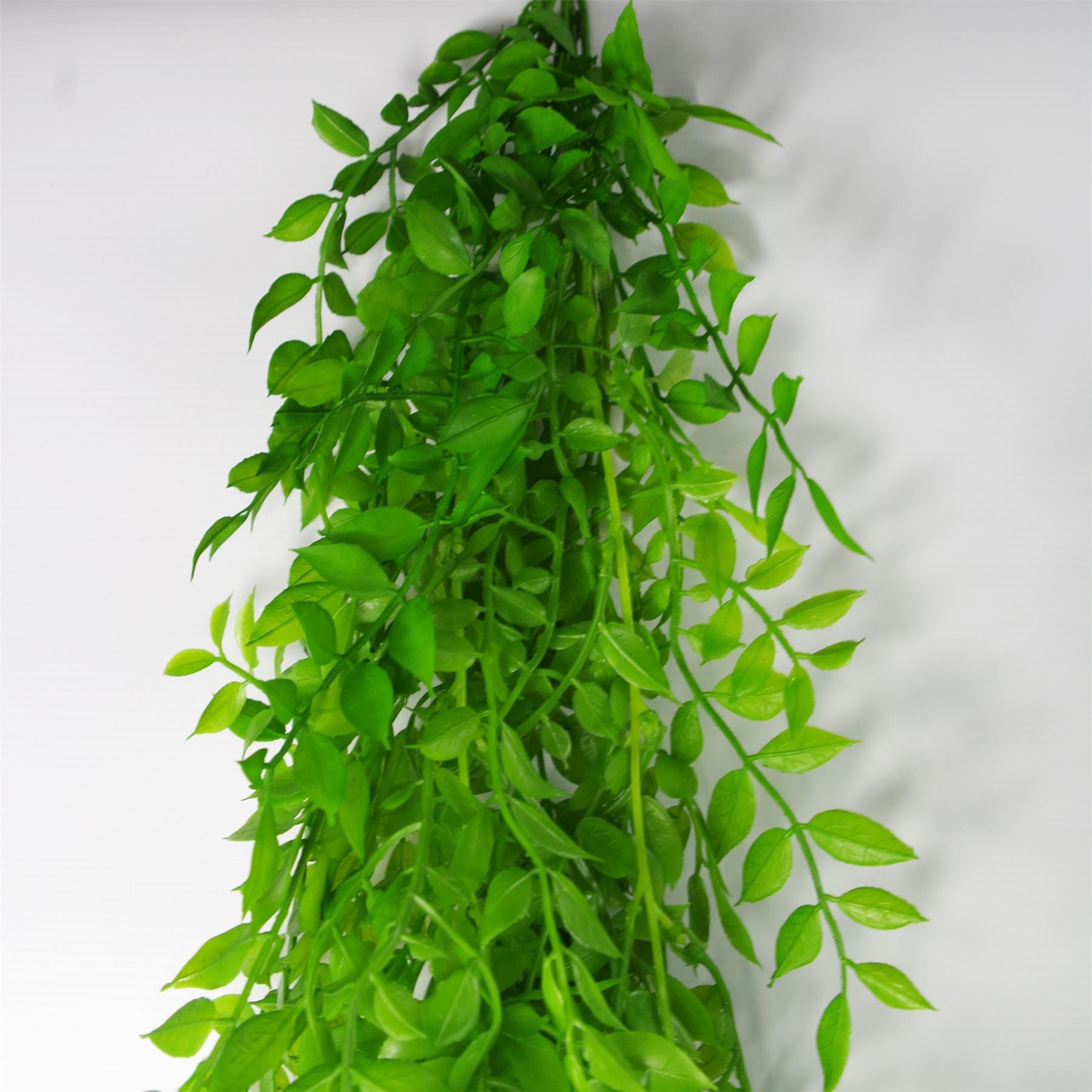 Hanging String of Pearls Fern Plant Light Green 100cm