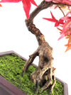 Artificial Red Maple Bonsai Tree 50cm