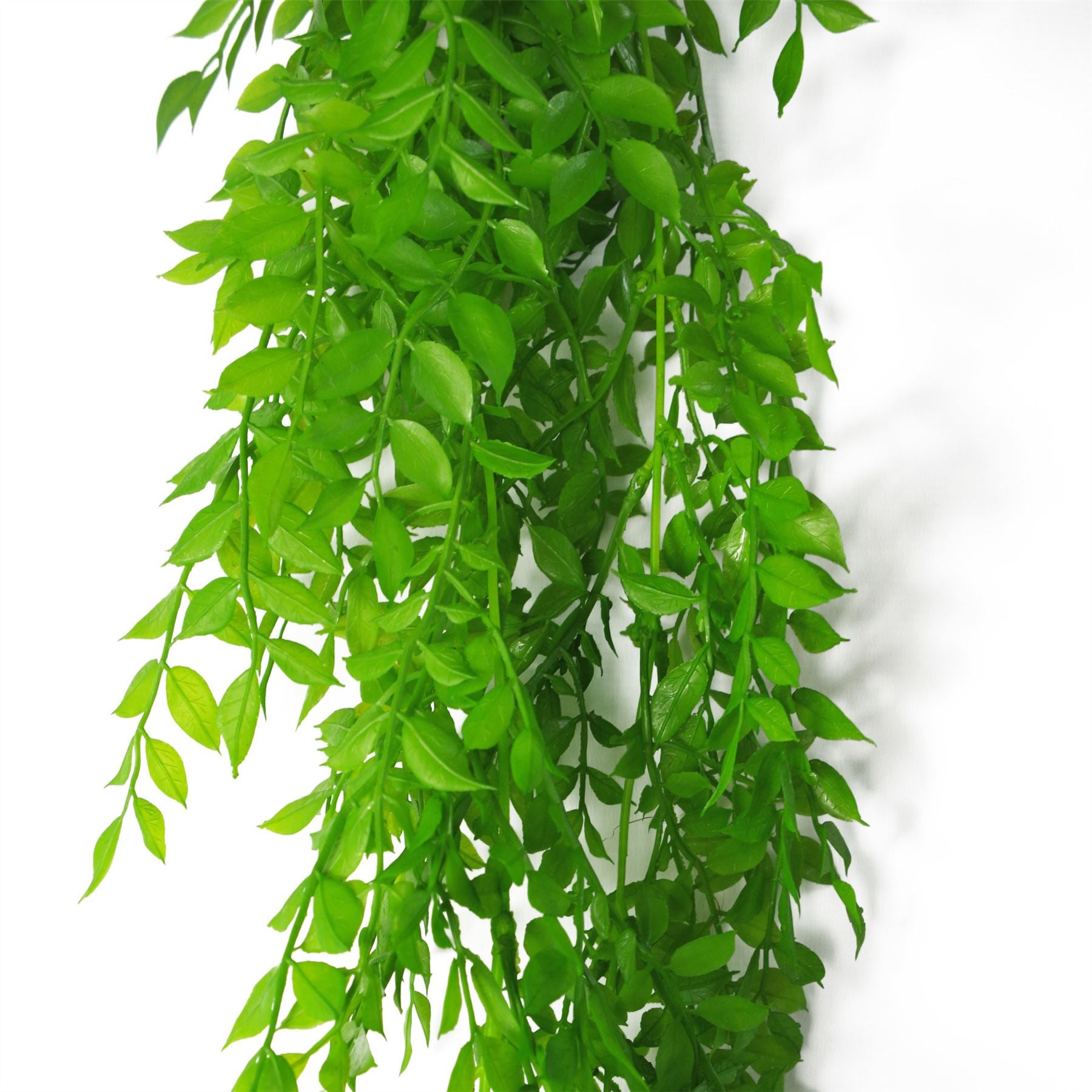 Hanging String of Pearls Fern Plant Light Green 100cm
