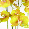 Large Orchid Lime Yellow - 41 REAL TOUCH flowers