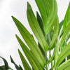140cm UV Resistant Artificial Mango Botanik Tree - Premium Quality