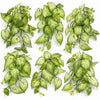 Pack of 6 x 25cm Artificial Trailing Variegated Caladium Vine Plant Light Green - Premium Quality