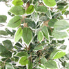 130cm Variegated White/Green Bushy Ficus Tree Gold Metal Planter - Premium Quality
