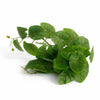 Pack of 6 x 25cm Artificial Trailing Arrowhead Vine Plant