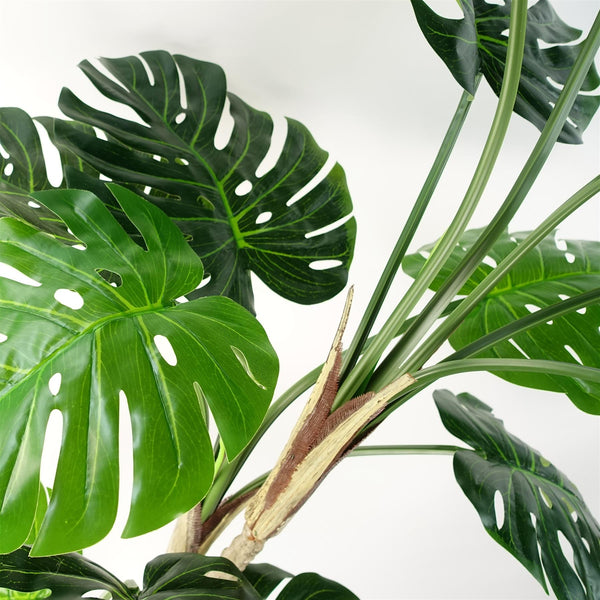 Luxury Monstera Cheese Plant Black Pot