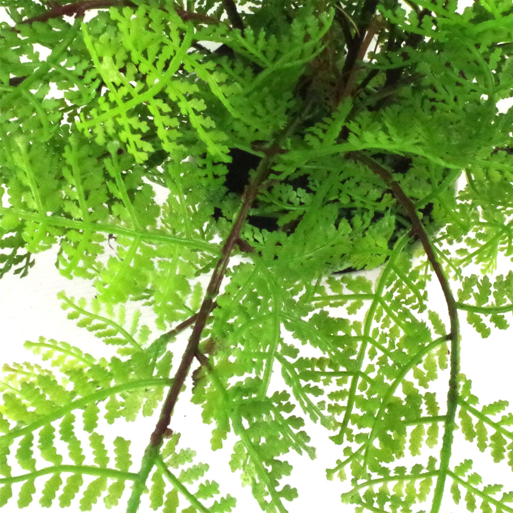 Faux 30cm Potted Lady Fern (Athyrium Filix-Femina)