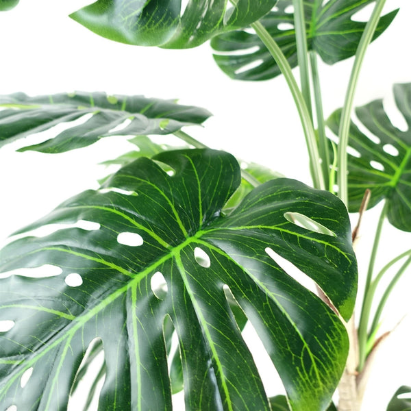 150cm (5ft) Luxury Monstera Plant Black Pot Gold Metal Planter - Premium Quality