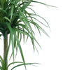 90cm Double Dracaena Plant