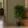 Artificial Ficus Tree Plant 90cm Luxury Smilax 90cm Real Wood Trunk Botanik