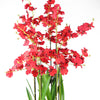 Oncidium Orchid Red in Stoneware Planter