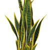70cm Artificial Sansevieria with pot - Premium Quality