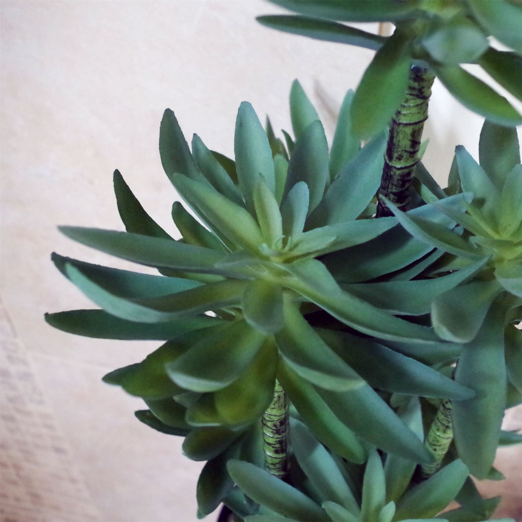 Large Artificial Tropical Yukka in Planter Botanik