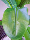 180cm Artificial Banana Tree Tropical Plant Silver Metal Planter - Premium Quality