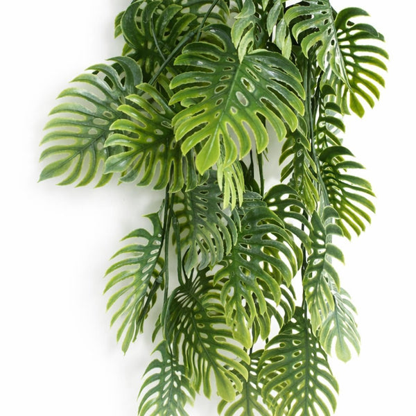 Pack of 6 x 80cm Trailing Tropical Monstera Plant - Sage Green - Premium Quality