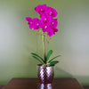 Orchid Artificial Dark Pink Silver 50cm Phalaenopsis Botanik