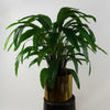 Artificial Plant Bush Calathea Big Plants 60cm 2ft