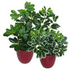 55cm Dark Green Artificial Arboricola Plant