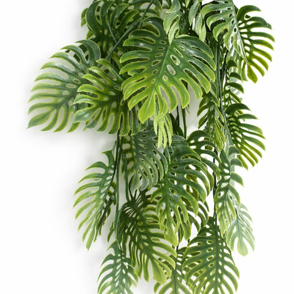 Pack of 6 x 80cm Trailing Tropical Monstera Plant - Sage Green