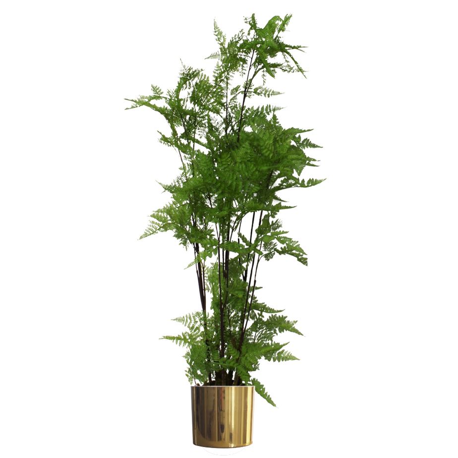 Artificial Tree Moss Fern Gold Planter 150cm