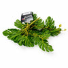 25cm Realistic Monstera Stem Plant - Dark Green - Premium Quality