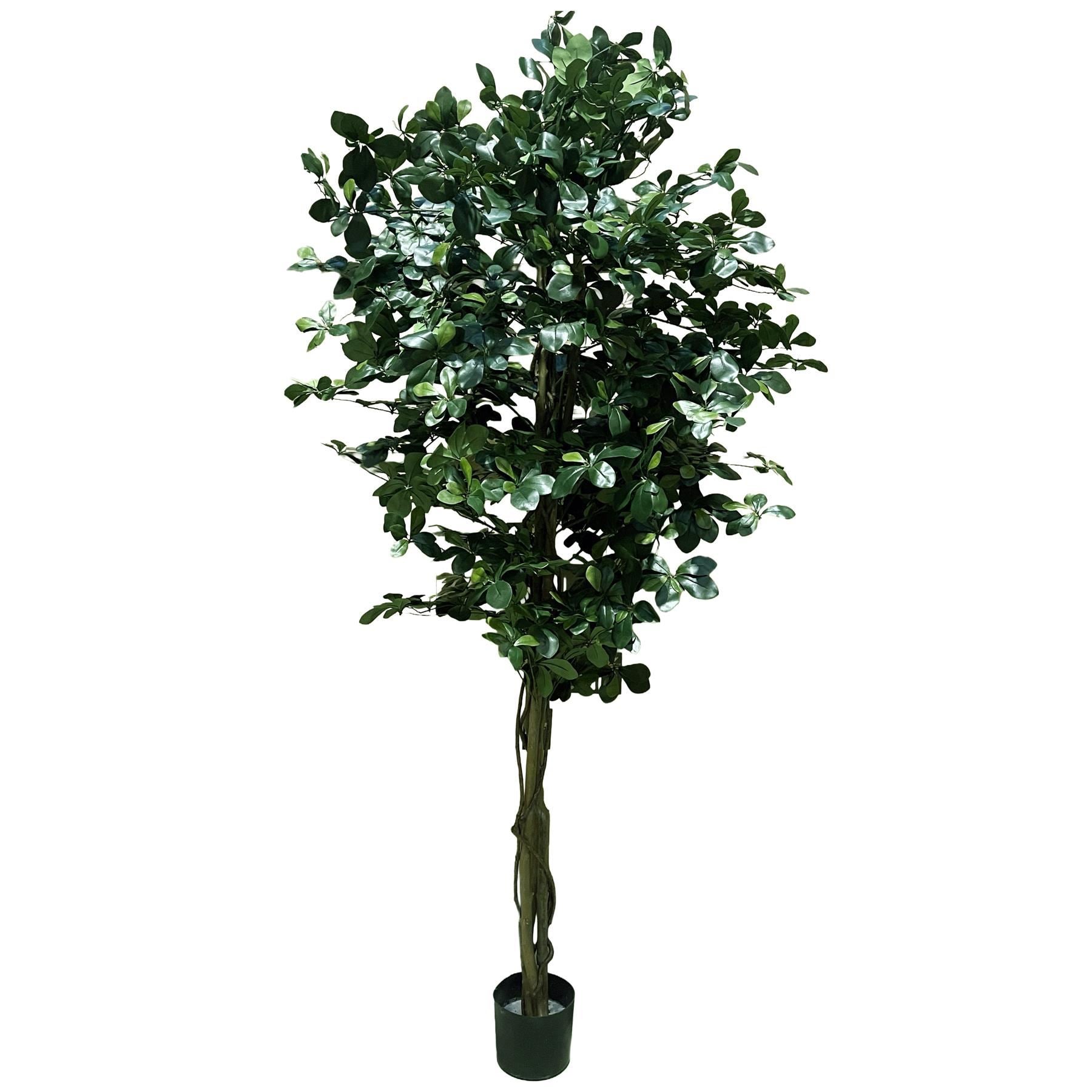 180cm Fire Retardant Black Olive Tree with 2925 Leaves and Natural Trunk - Premium Quality