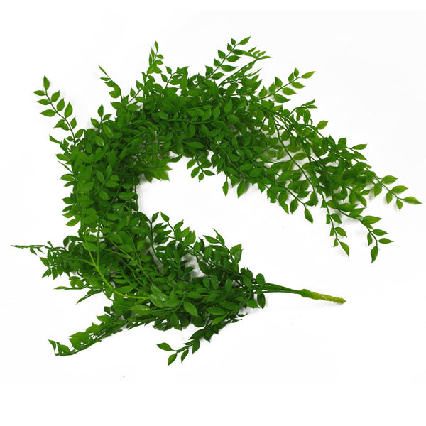 6 x 100cm Hanging String of Pearls Fern Plant Light Green - Premium Quality