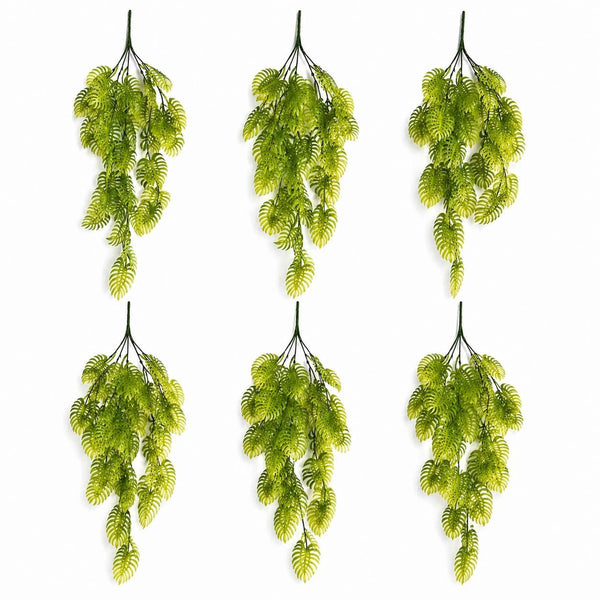 Pack of 6 x 80cm Trailing Tropical Monstera Plant - Light Green - Premium Quality