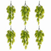 Pack of 6 x 80cm Trailing Tropical Monstera Plant - Light Green - Premium Quality