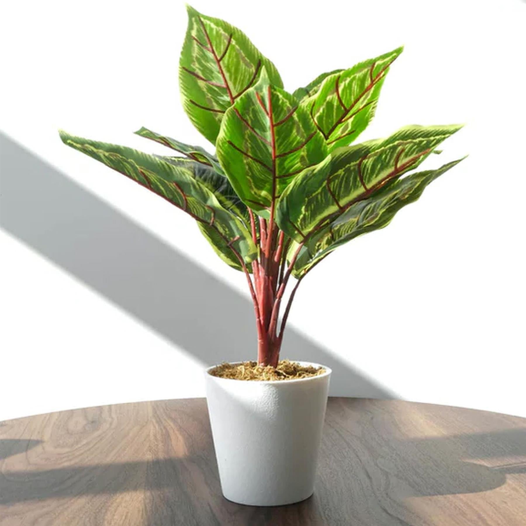 38cm Potted Artificial Calathea Veitchiane