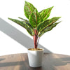 38cm Potted Artificial Calathea Veitchiane