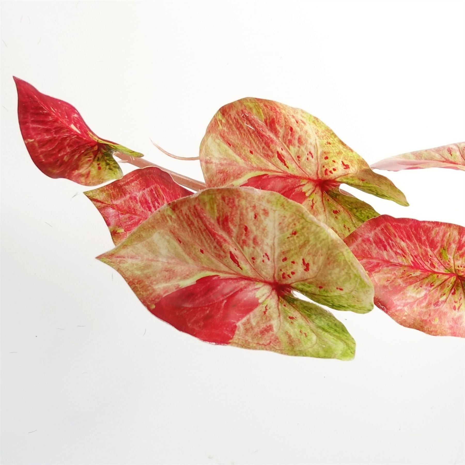 Artificial Hanging Trailing Plant Plant Pink Splash Caladium Botanik