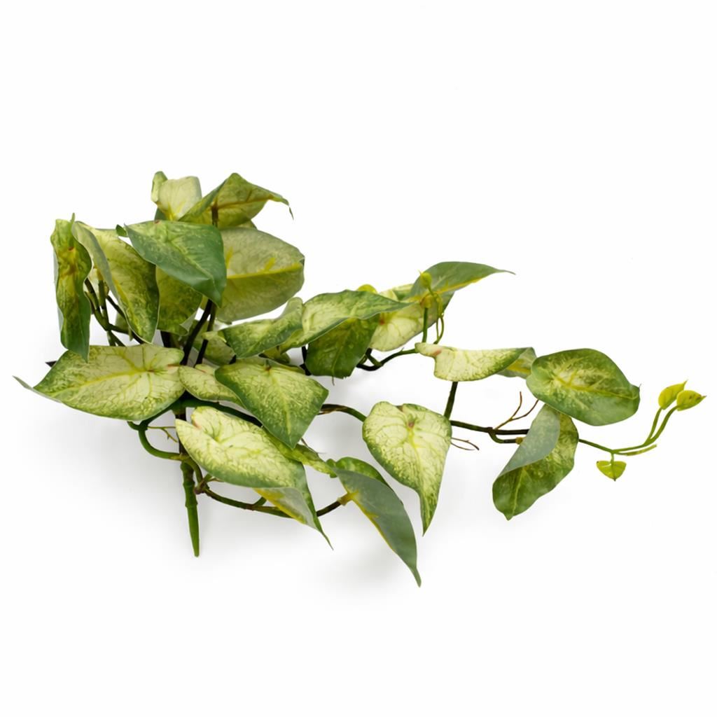 25cm Artificial Trailing Variegated Caladium Vine Plant Light Green - Premium Quality