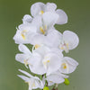 52cm Artificial Orchid Large - White and Gold
