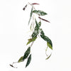 6 x 110cm Artificial Hanging Trailing Begonia Maculata Spotted Plant - Premium Quality