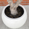 250cm XXL Artificial Olive Tree with Decorative Planter - Premium Quality