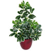 55cm Variegated Plant Artificial Arboricola