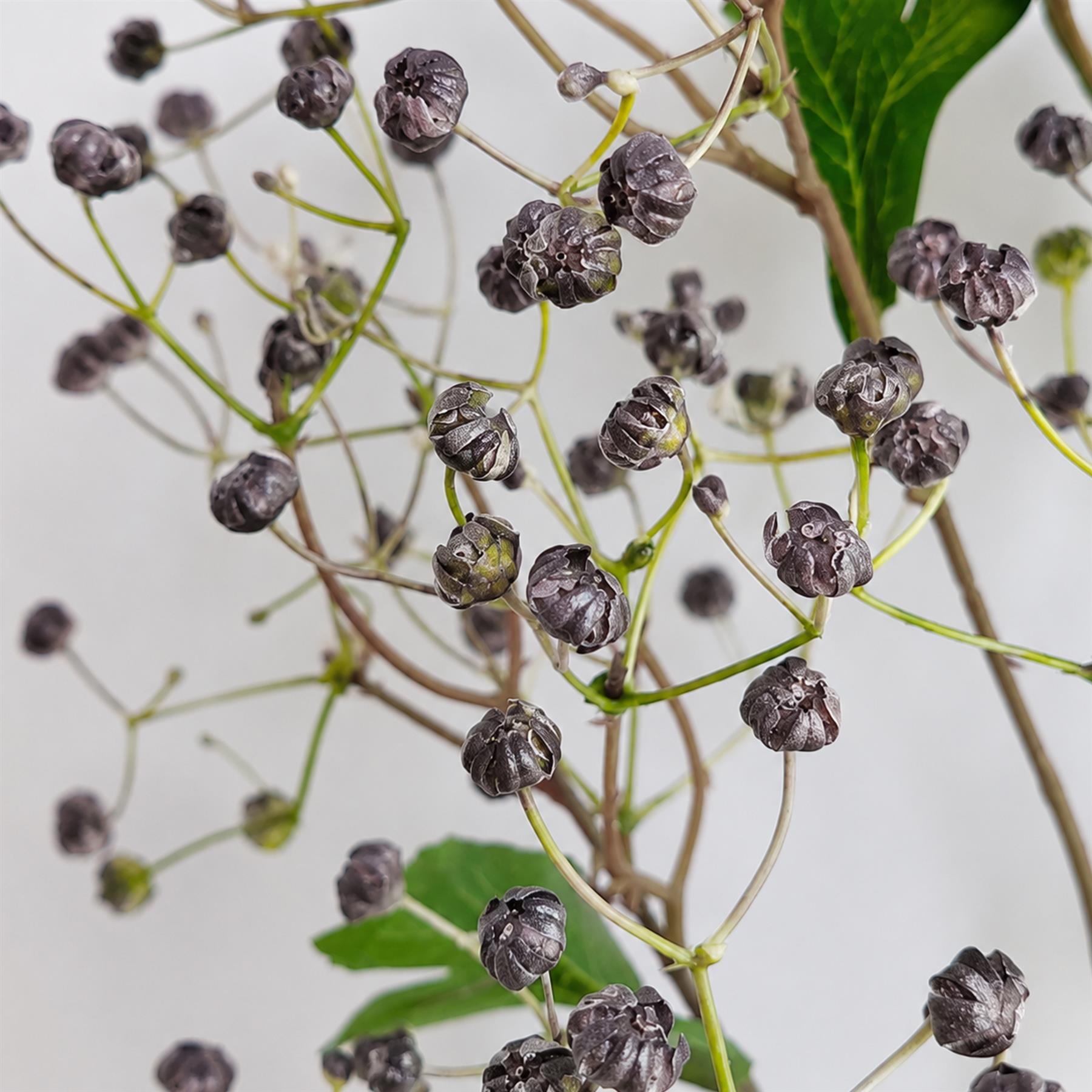 Pack of 6 x 86cm Artificial Blue Daphne Berry Sprays