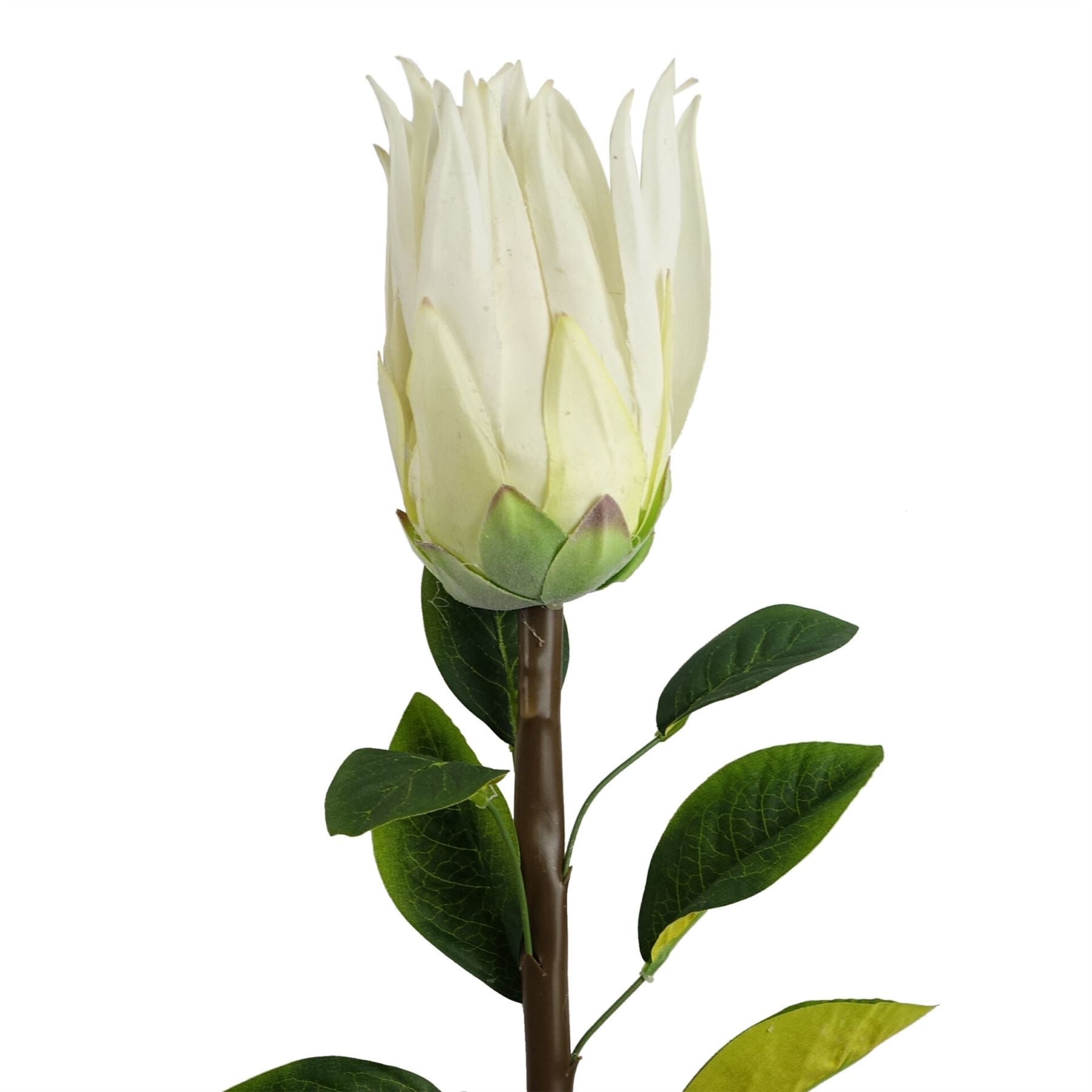 65cm Protea Sugarbush Flower Stem - White