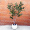 200cm XXL Artificial Olive Tree with Decorative Planter - Premium Quality