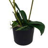65cm Artificial Luxury Artificial Orchid - 3 Stems - Soft White Plant