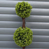 90cm Pair of Green Double Ball Topiary Trees