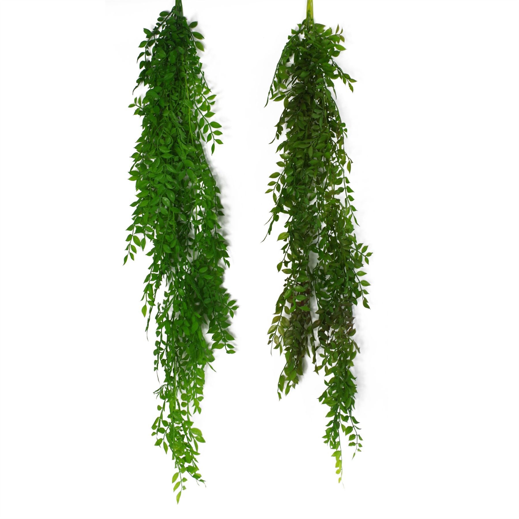 6 x 100cm Hanging String of Pearls Fern Plant Light Green - Premium Quality