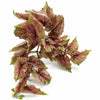 Pack of 6 x 30cm Artificial Trailing Pink and Green Caladium