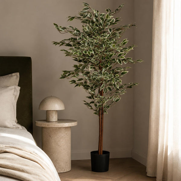 160cm Artificial Ficus with Natural Variegated Leaves - Premium Quality